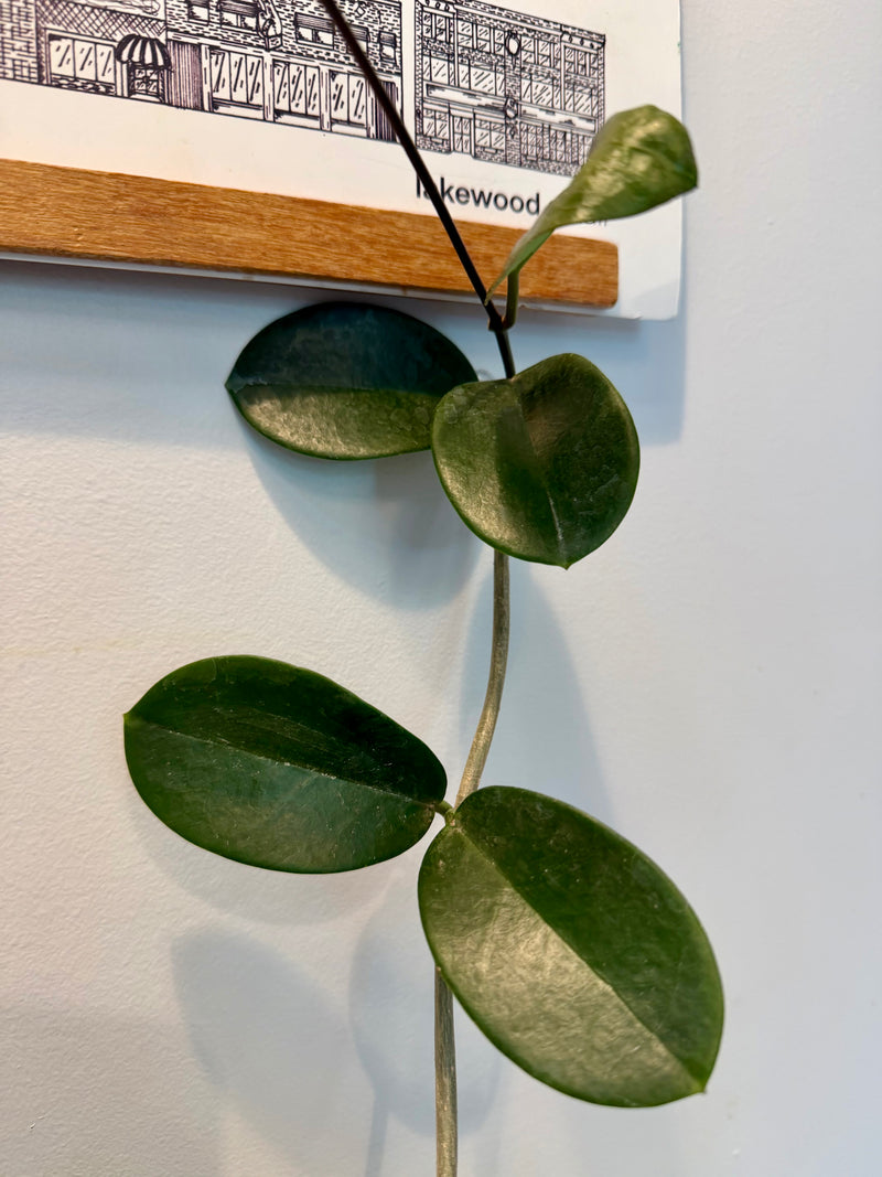 Hoya Australis