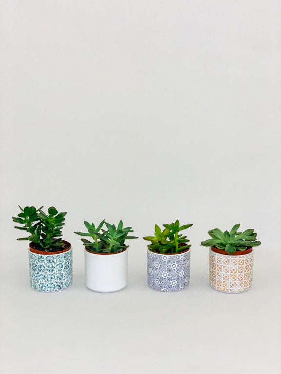 unique small plant pots Perfect Little Slip Planter 3" – Lakewood Plant Company