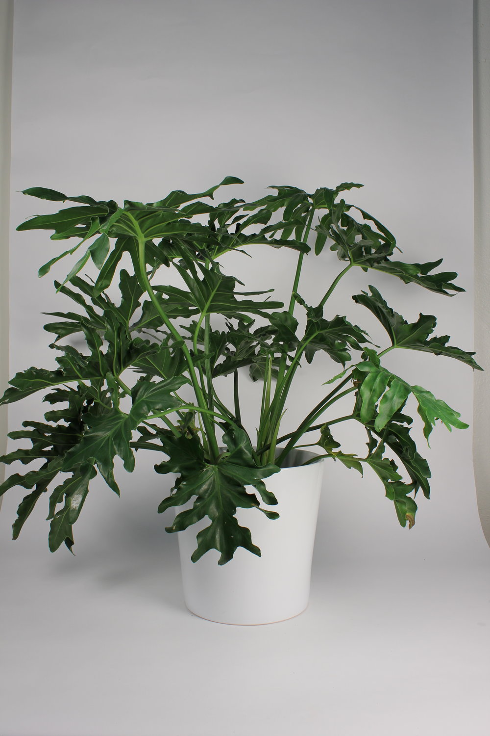 selloum indoor plant Philodendron 'Selloum' – Lakewood Plant Company