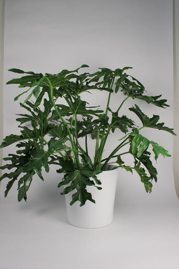 young philodendron selloum Philodendron 'Selloum'