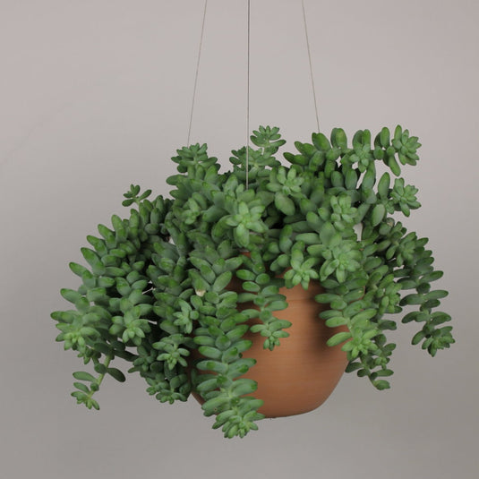 burro's tail succulent for sale Burro's Tail – Lakewood Plant Company