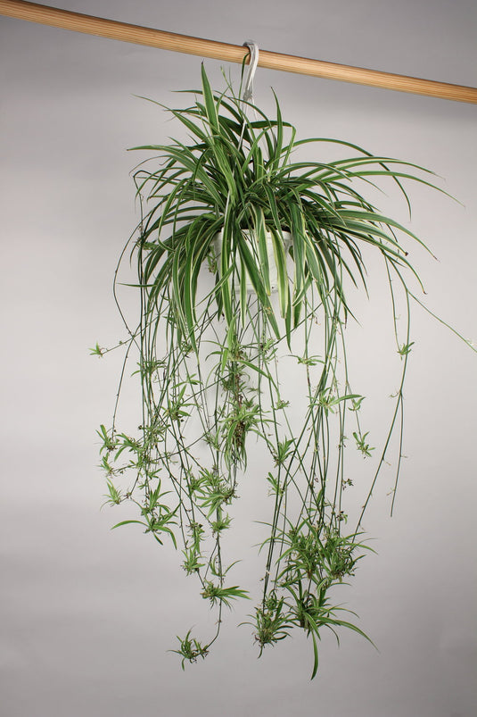 Spider Plant – Lakewood Plant Company