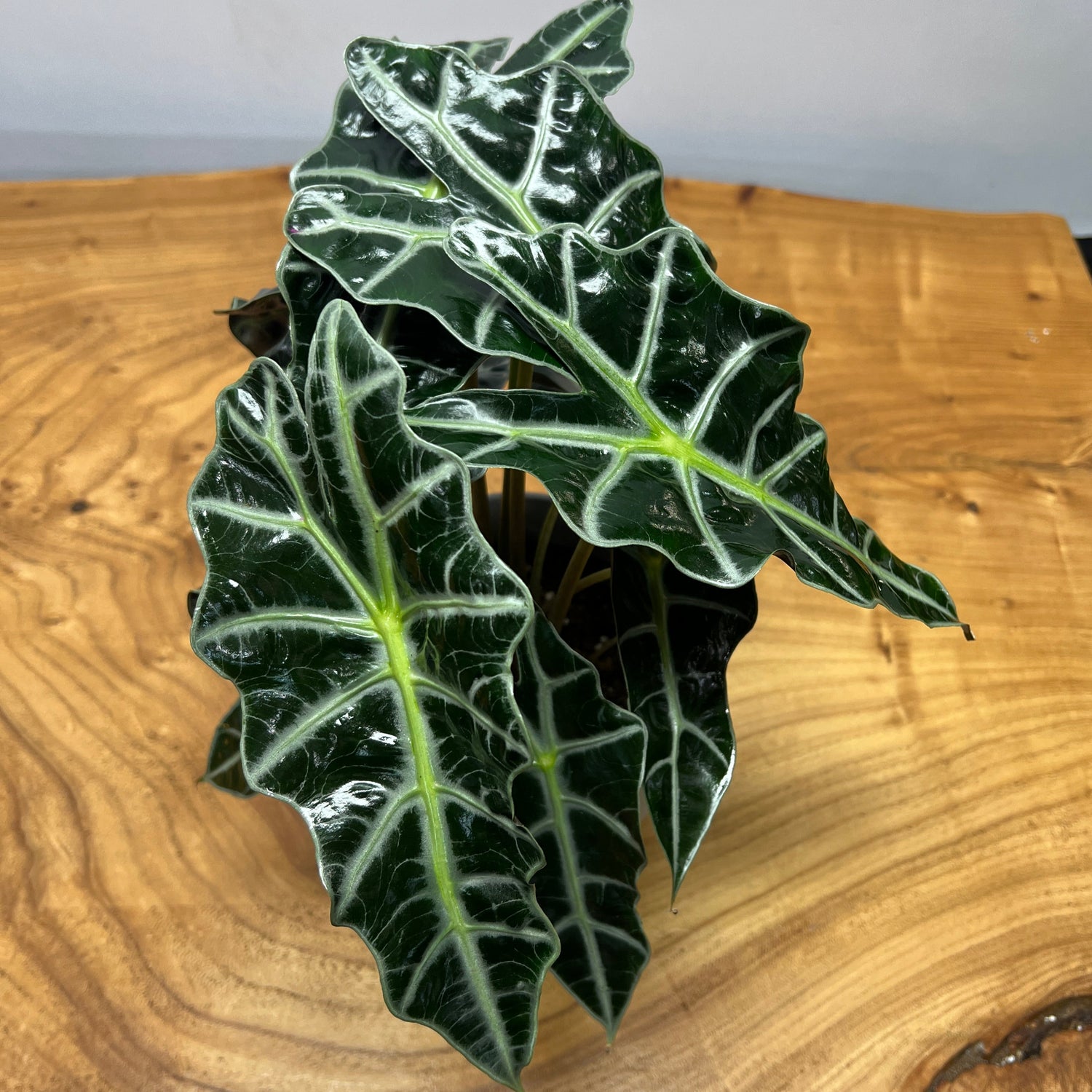 polly elephant ear plant care Alocasia "Amazonica Polly' – Lakewood Plant Company