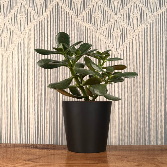 good pots for jade plants Jade Plant (Crassula Ovata) – Lakewood Plant Company