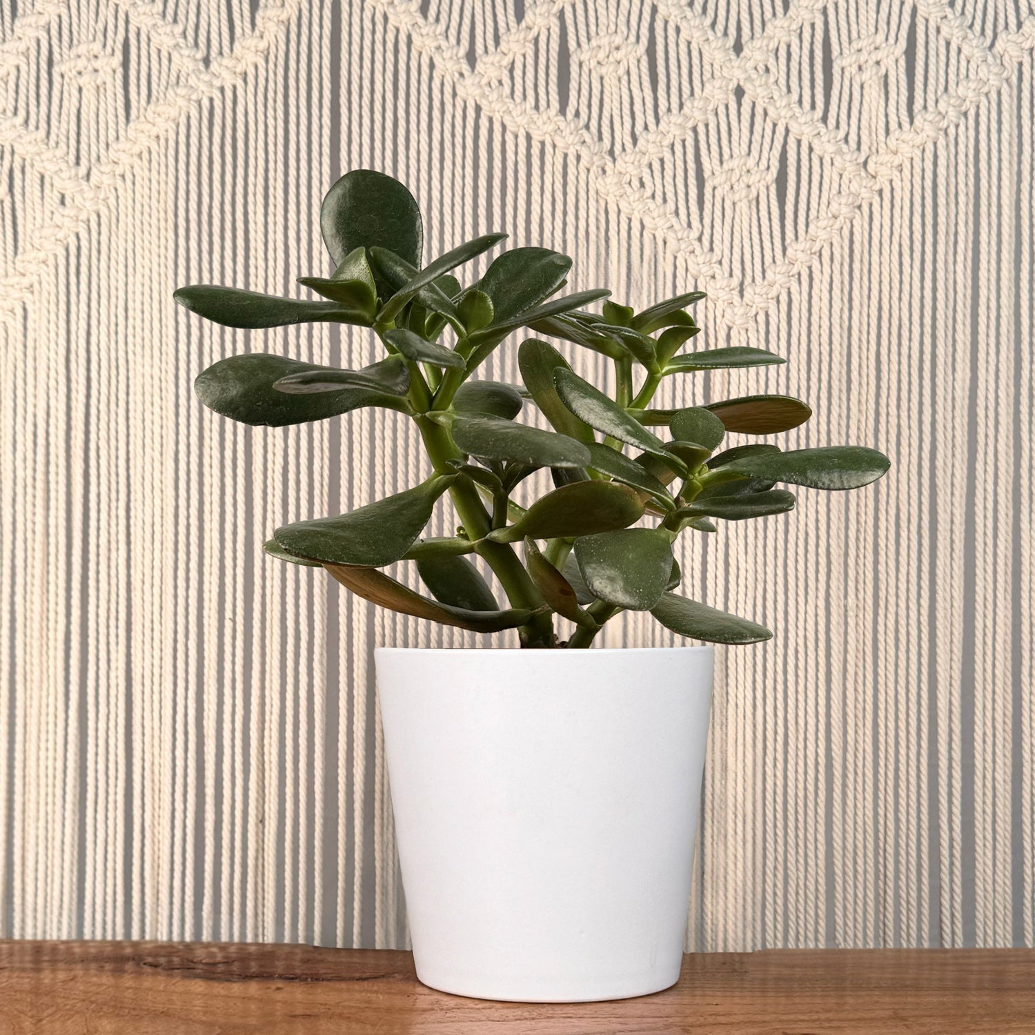 planta jade crassula ovata Jade Plant (Crassula Ovata) – Lakewood Plant Company