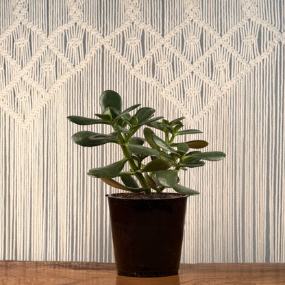 string of jade plant Jade Plant (Crassula Ovata) – Lakewood Plant Company