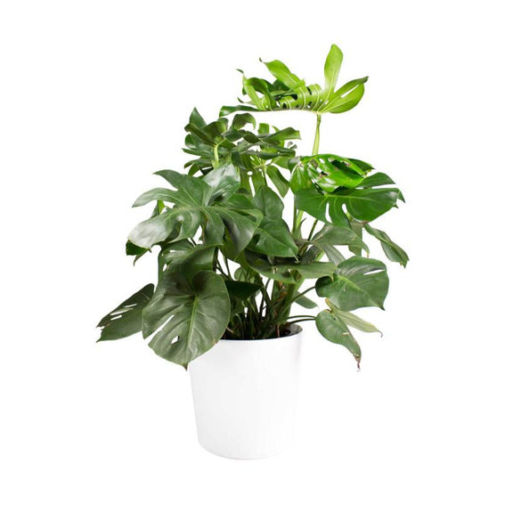 monstera deliciosa achat Monstera Deliciosa – Lakewood Plant Company