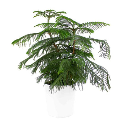 Norfolk Pine