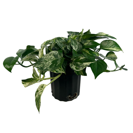 marble queen pothos vine Pothos "Marble Queen" – Lakewood Plant Company