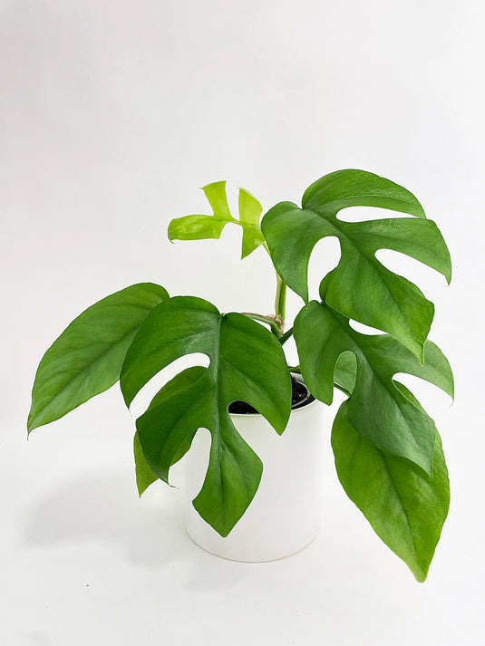 monstera ginny vs monstera deliciosa Monstera Ginny