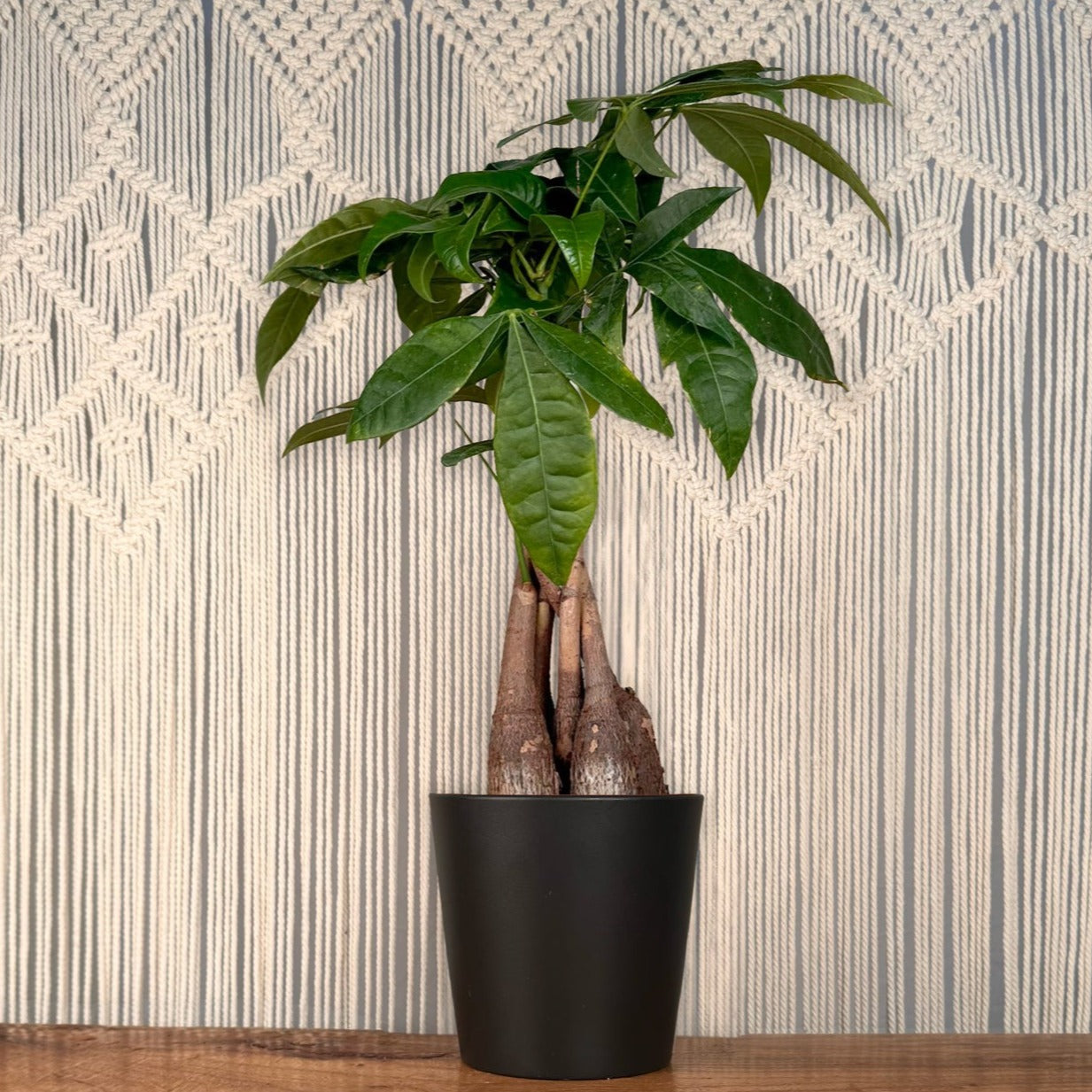 Money Tree Plant