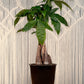 Money Tree