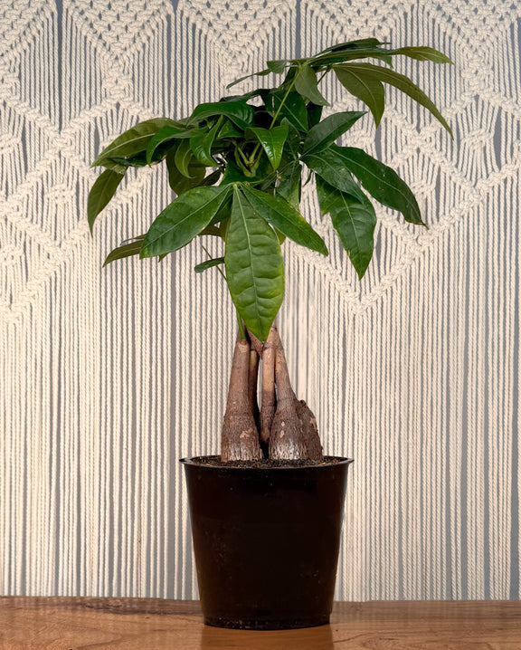 welcome money plant Money Tree – Lakewood Plant Company