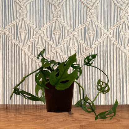 swiss cheese plant for sale Monstera Adansonii "Swiss Cheese" – Lakewood Plant Company