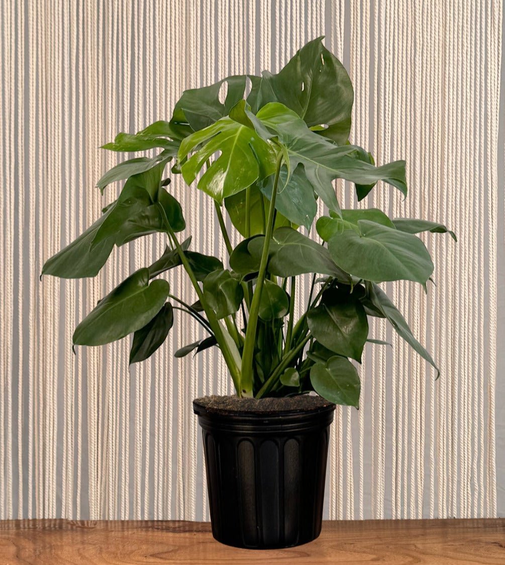 monstera deliciosa indoors Monstera Deliciosa – Lakewood Plant Company