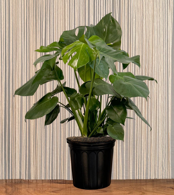 medium monstera plant Monstera Deliciosa