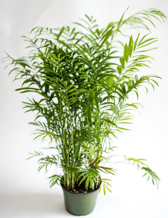 parlor palm bella plant Neanthe Bella Palm (Parlor Palm)