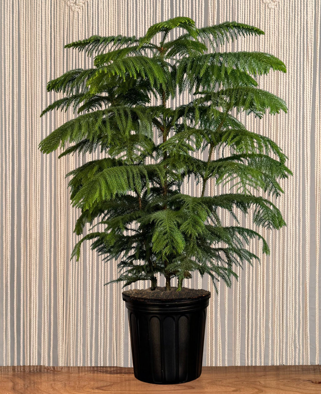 pine house plant Norfolk Pine