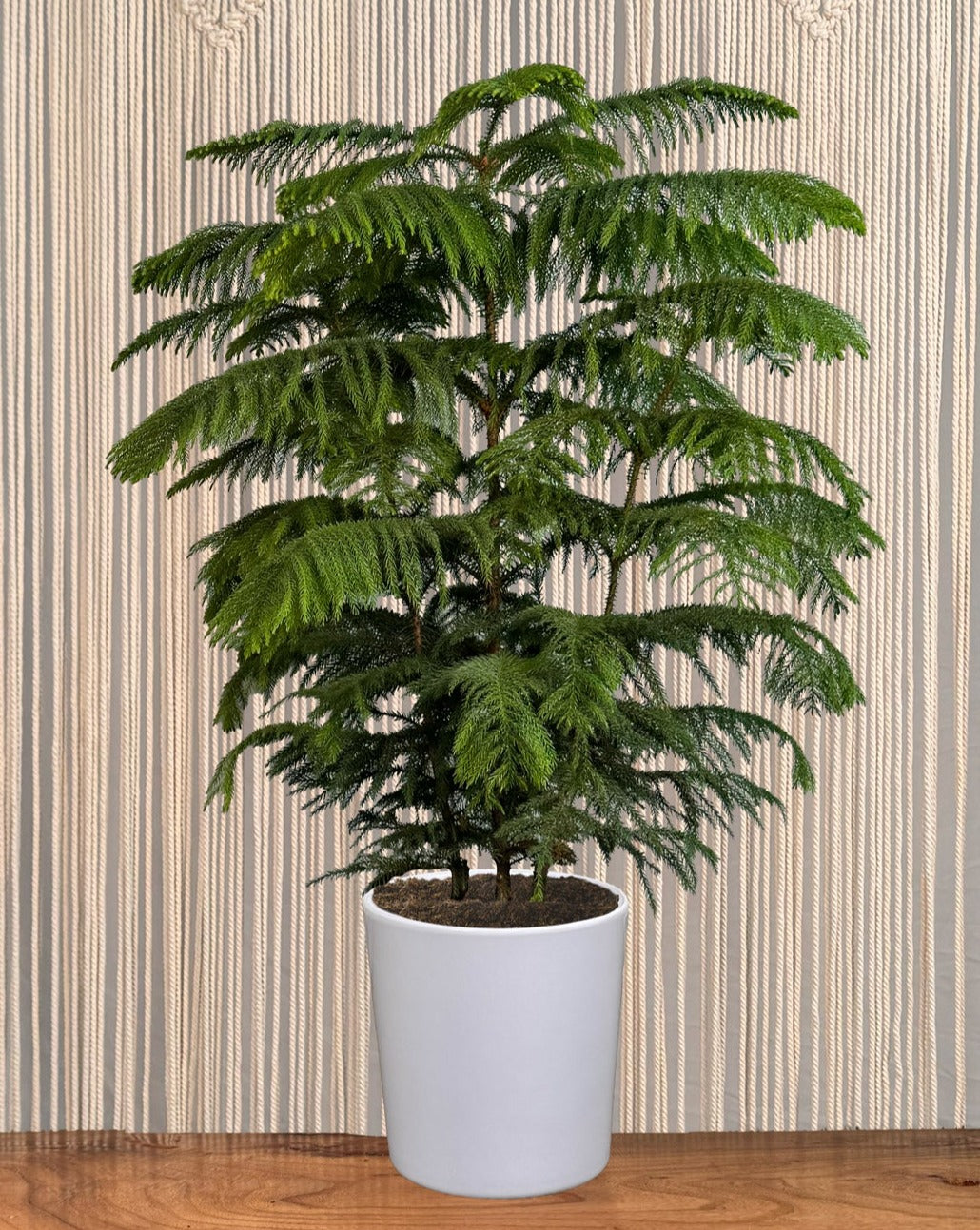pine tree potted plant Norfolk Pine