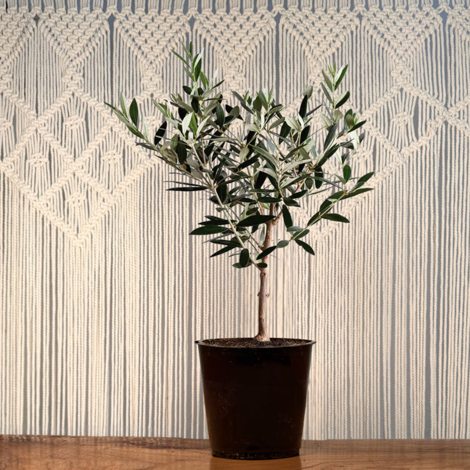 olive tree plant in pot Olive Tree – Lakewood Plant Company