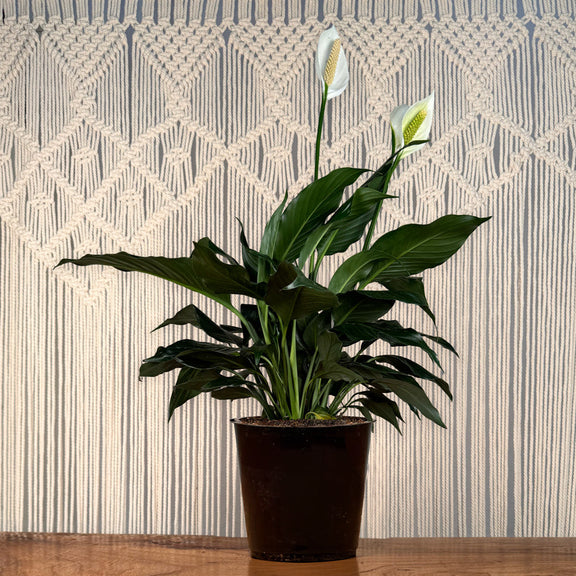 indoor peace lily not flowering Peace Lily (Spathiphyllum) – Lakewood Plant Company