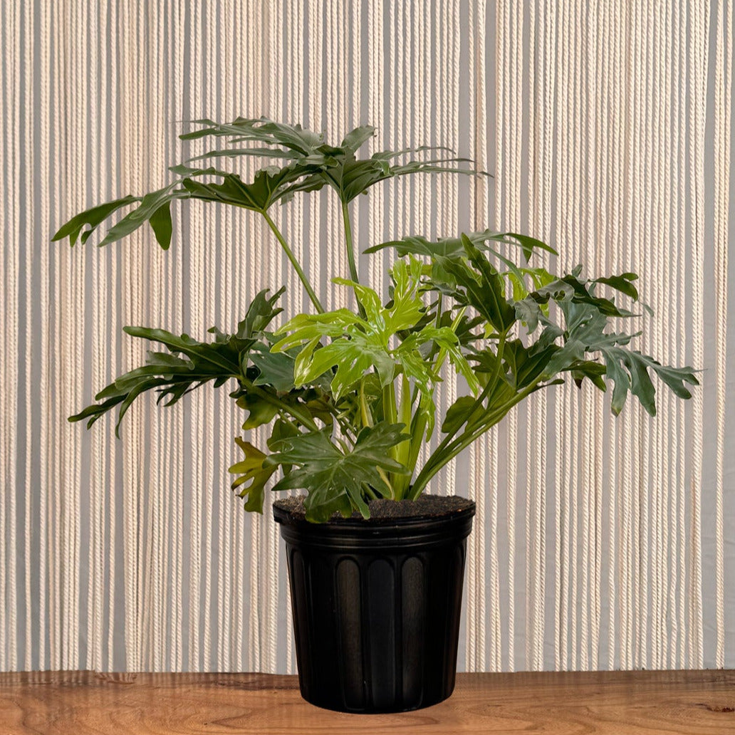 interior plantscaping plants philodendron selloum Philodendron 'Selloum'