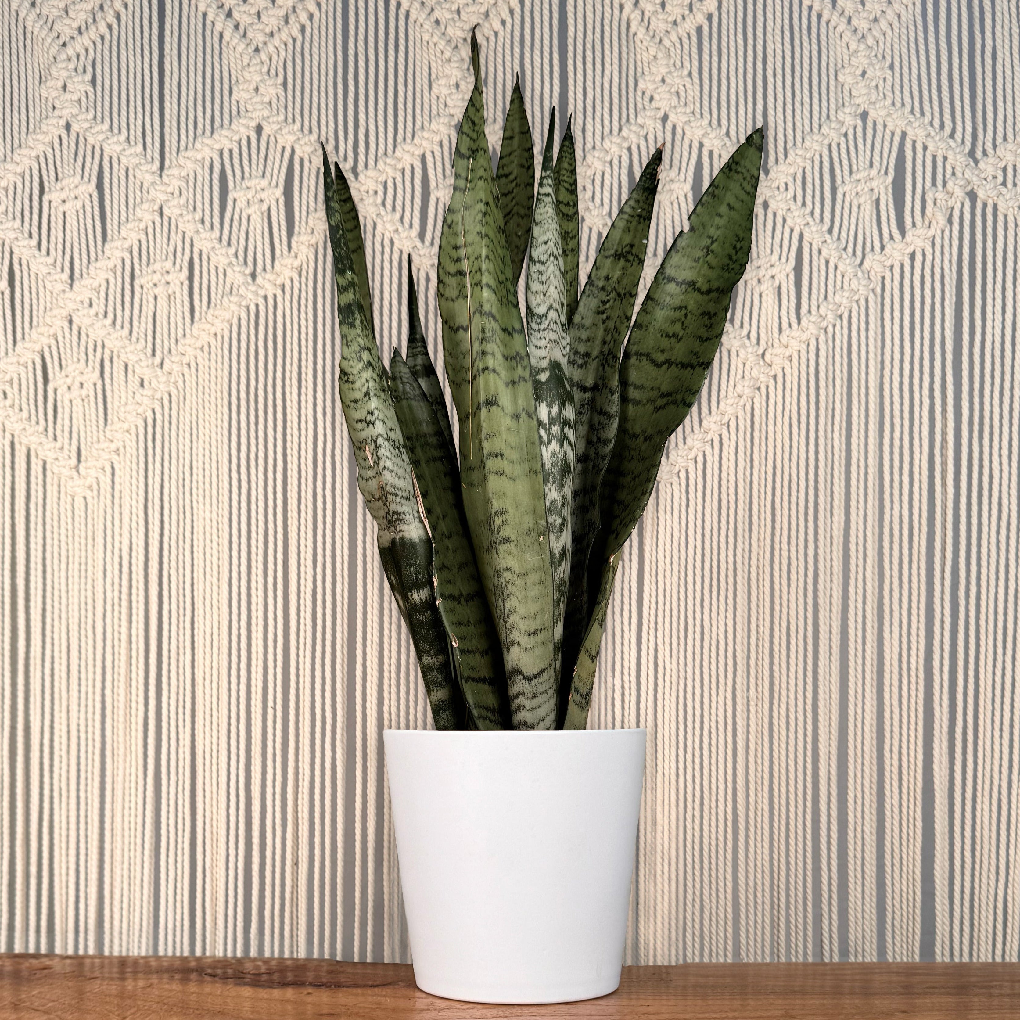 tropical sansevieria Sansevieria 'Zeylanica' Snake Plant