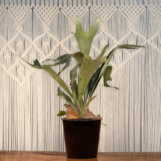 staghorn succulent Staghorn Fern – Lakewood Plant Company