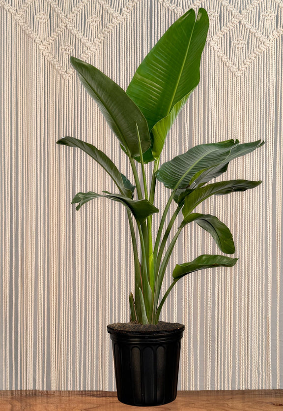 bird of paradise plant potted Bird of Paradise "White" – Lakewood Plant Company