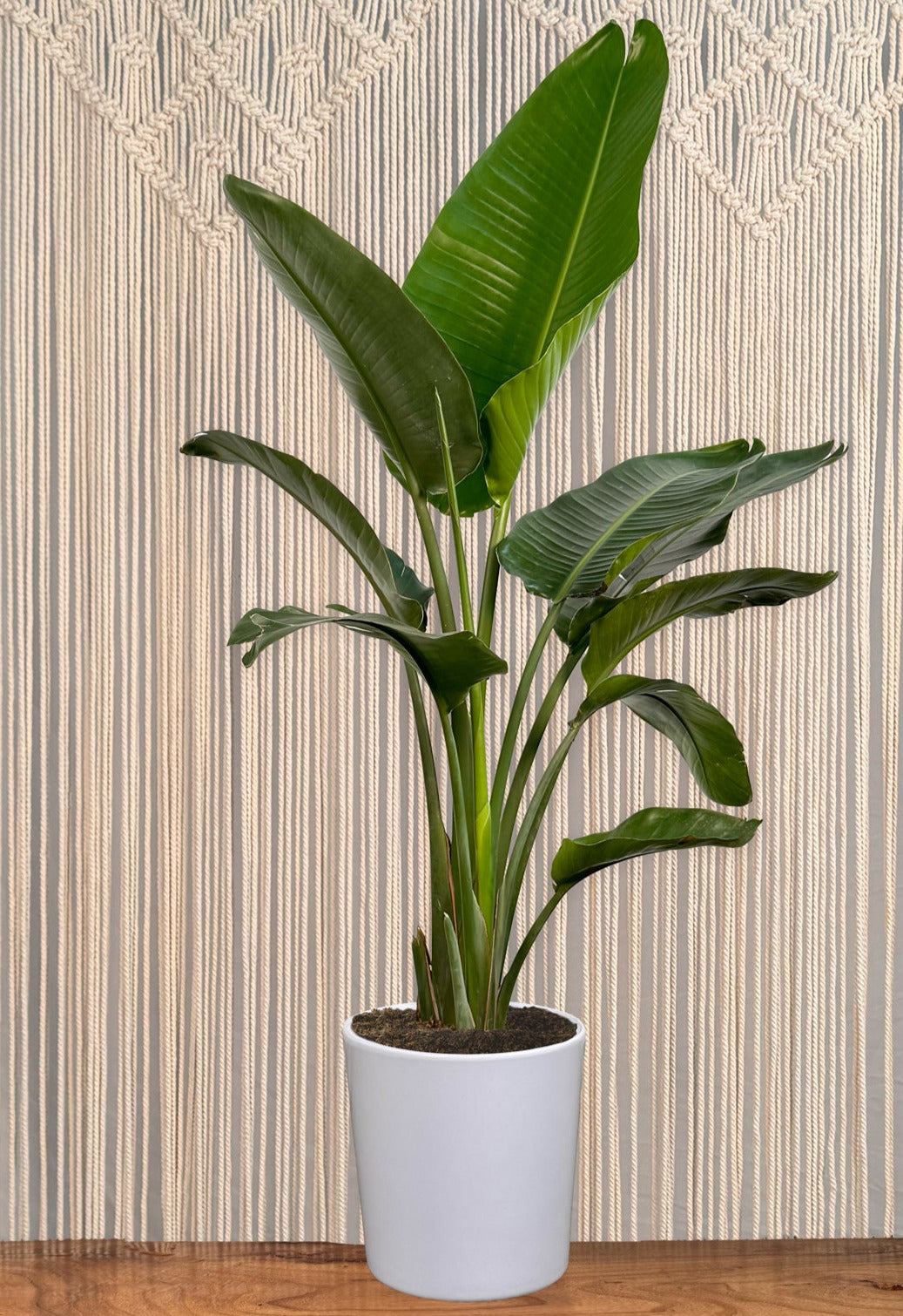 bird of paradise plant indoor Bird of Paradise "White" – Lakewood Plant Company