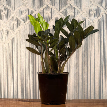 benefits of zz plant ZZ Plant 'Zanzibar Gem' – Lakewood Plant Company
