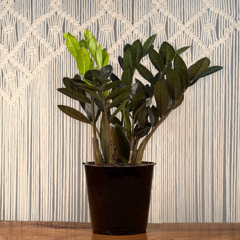zanzibar indoor plant ZZ Plant 'Zanzibar Gem'