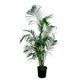 Areca Palm (Dypsis lutescens) in grow pot at Lakewood Plant Company