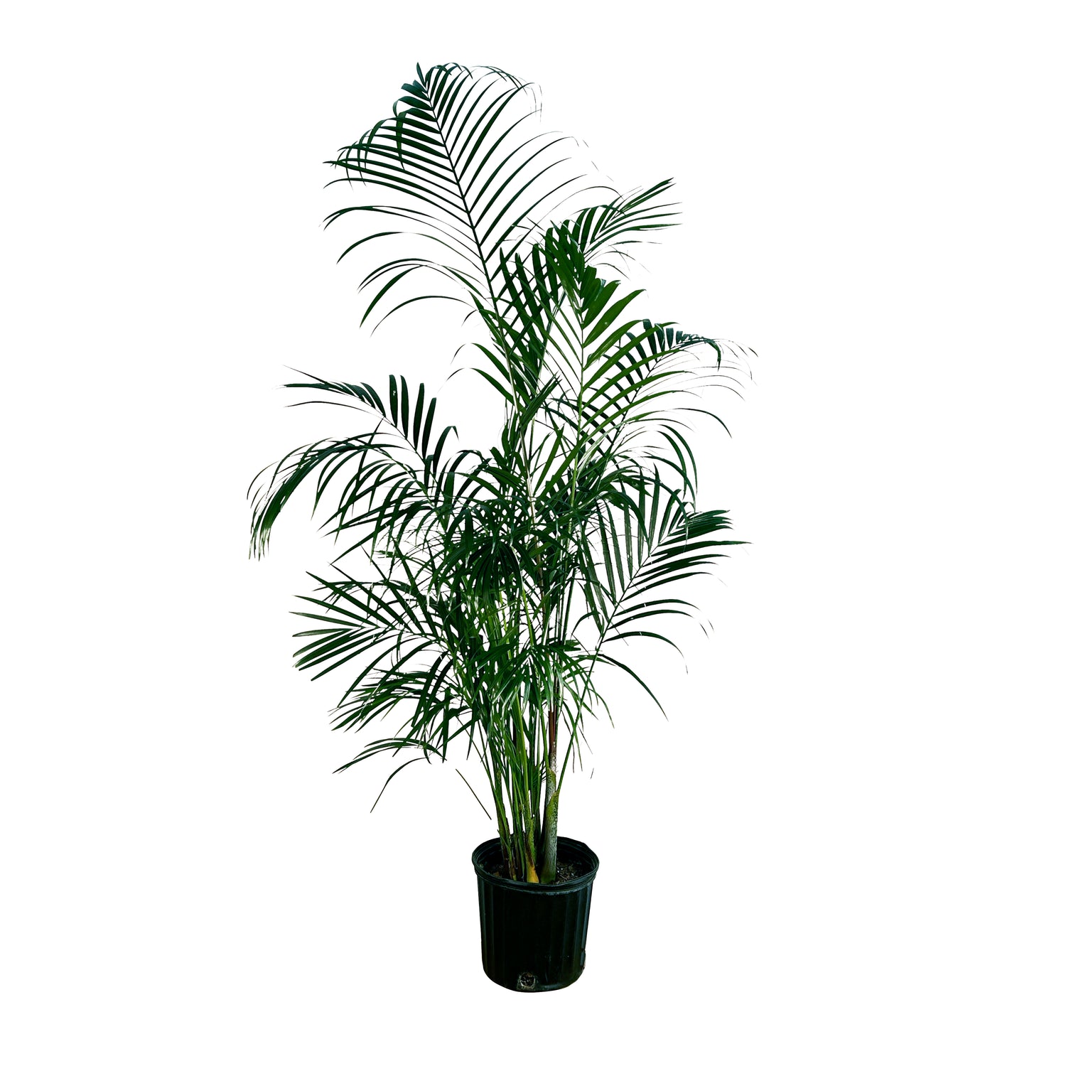 Areca Palm (Dypsis lutescens) – Lakewood Plant Company