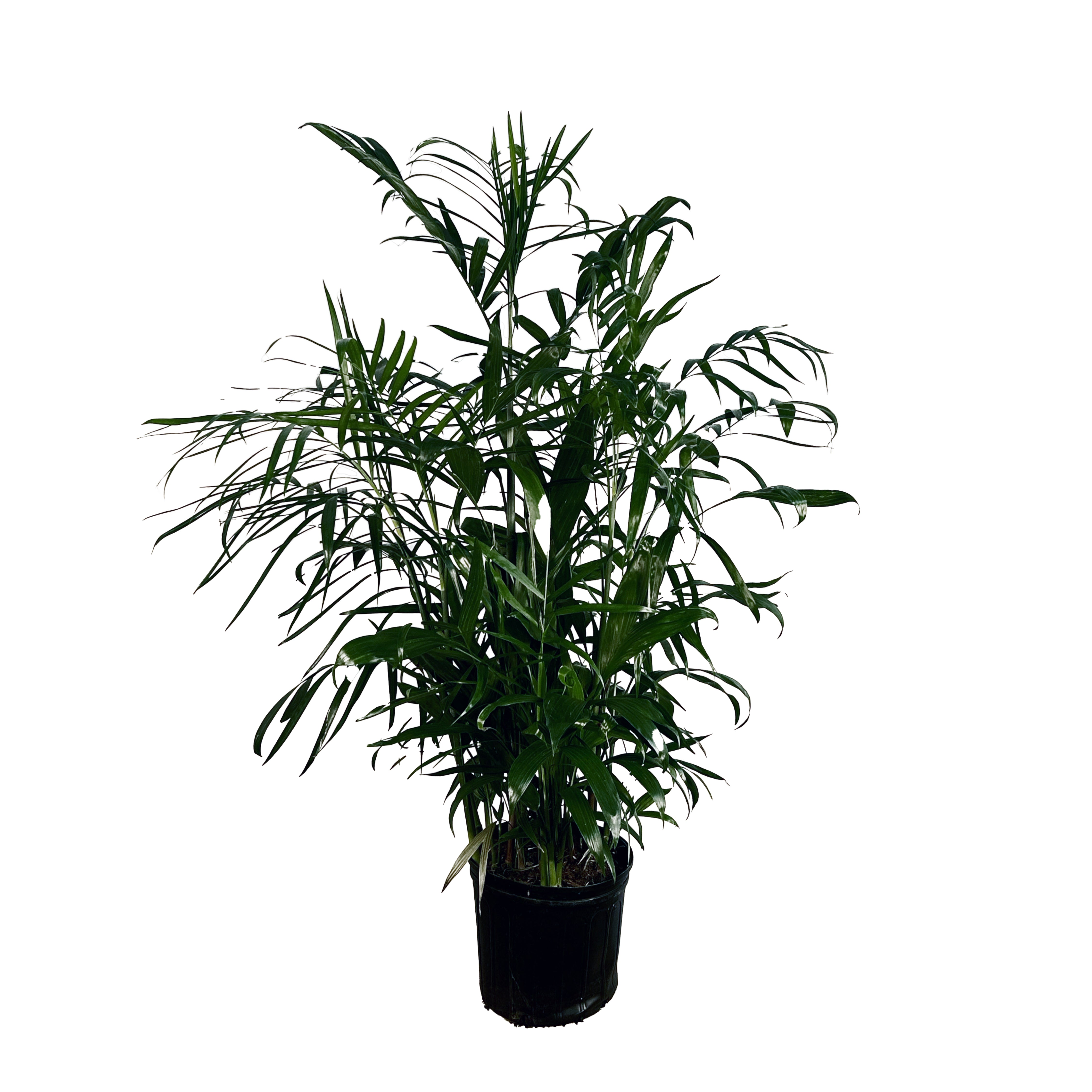 palm bamboo plants Bamboo Palm (Chamaedorea seifrizii) – Lakewood Plant Company