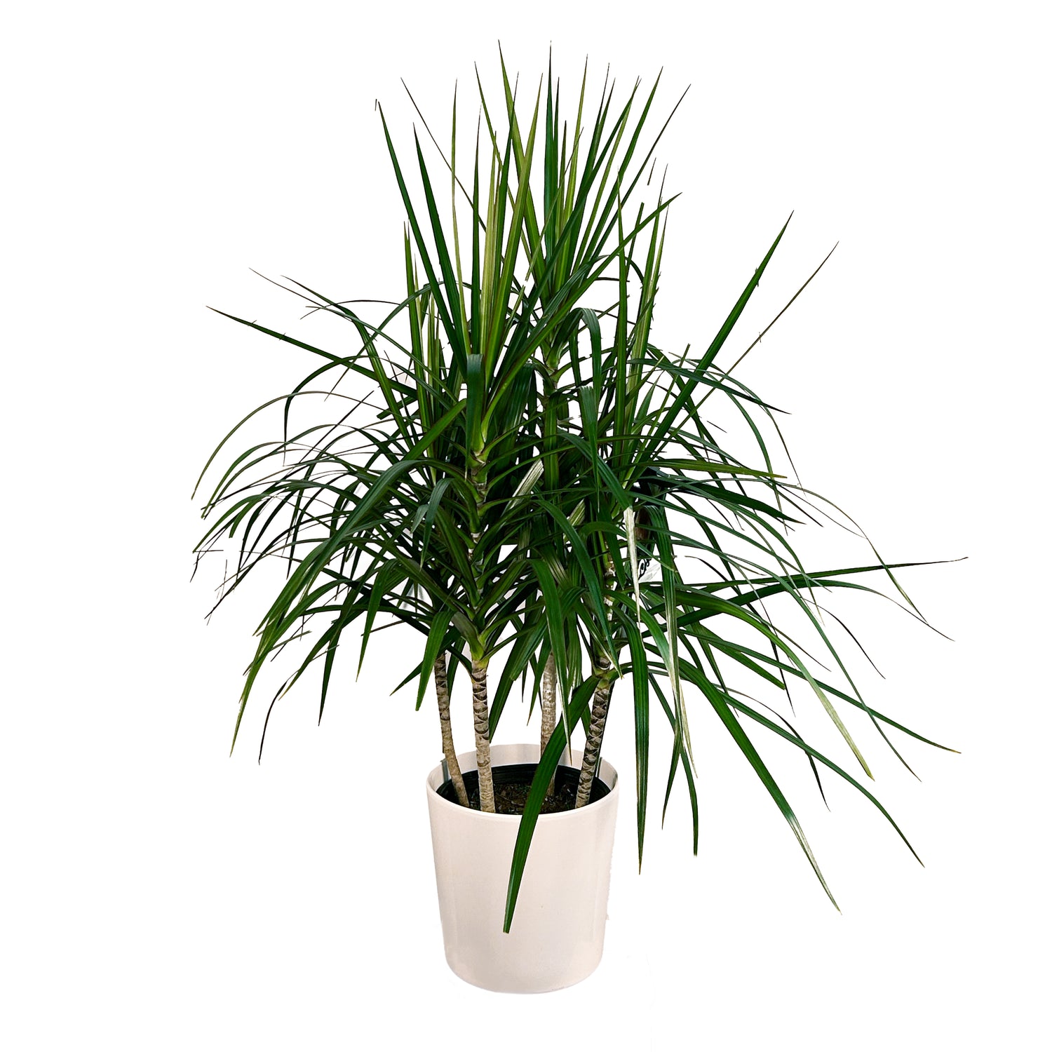healthy dracaena marginata Dracaena Marginata 'Green'