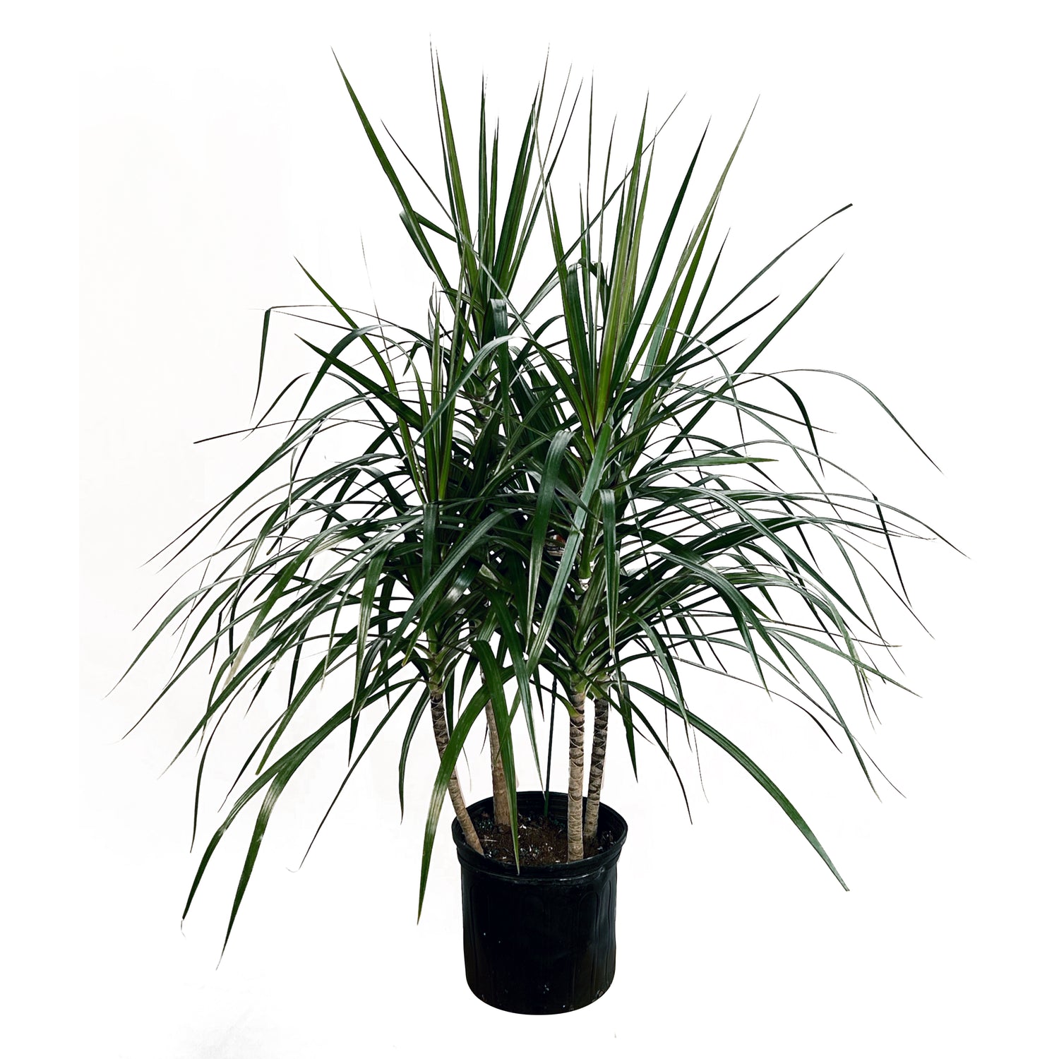 plante dracaena Dracaena Marginata 'Green'