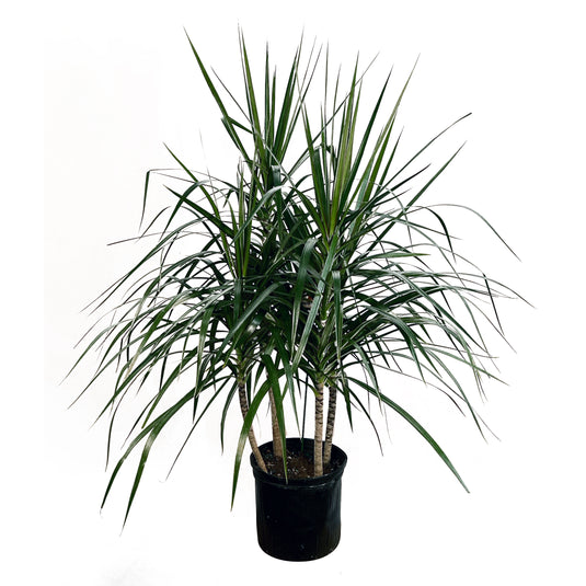 dracaena marginata gatos Dracaena Marginata 'Green'
