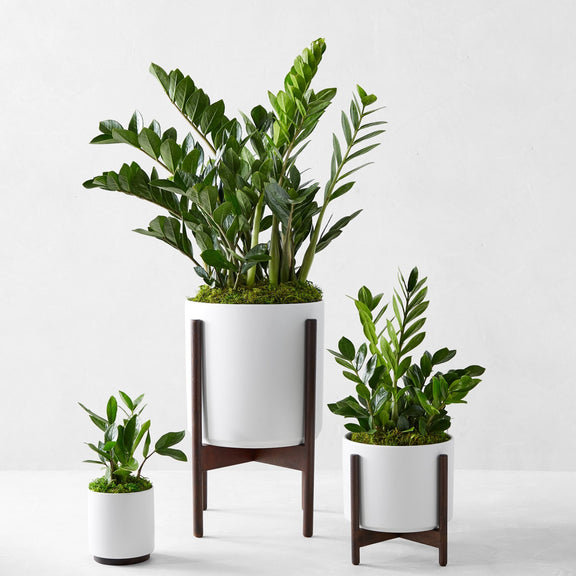 zz floor plant ZZ Plant 'Zanzibar Gem' – Lakewood Plant Company