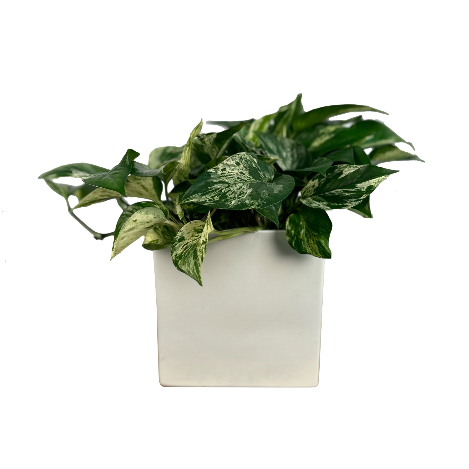 potho marble queen Pothos "Marble Queen" – Lakewood Plant Company