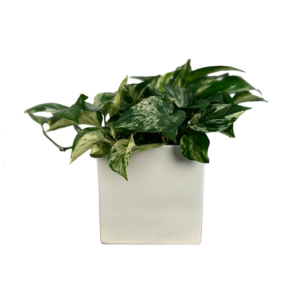 pothos vine commercial interior Pothos "Marble Queen"