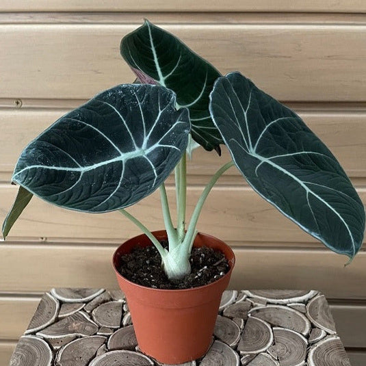 velvet indoor plant Alocasia "Black Velvet"